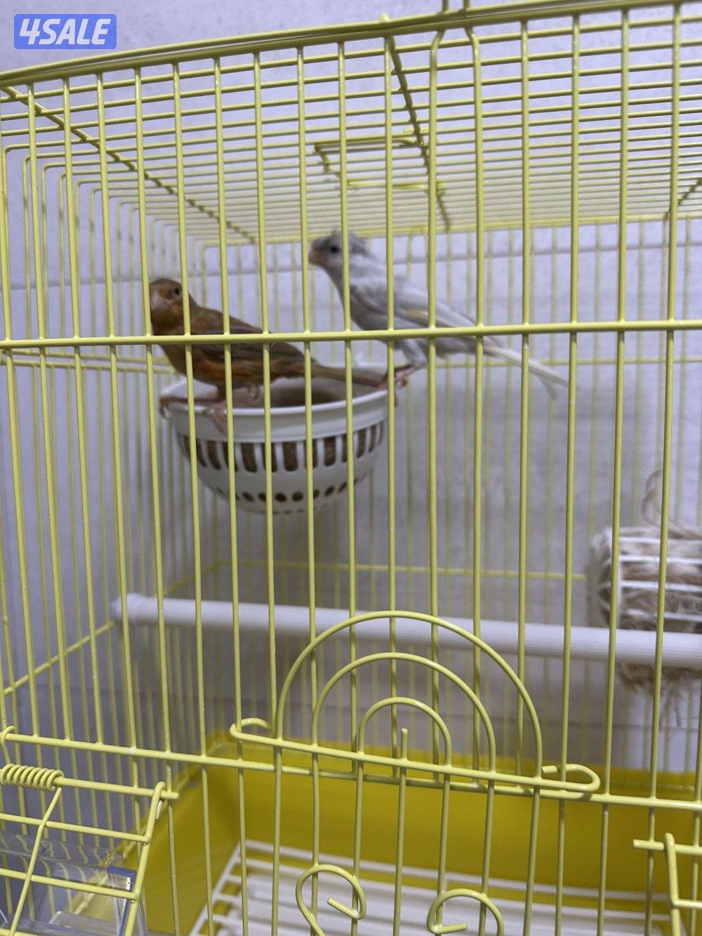 للبيع زوج كناري سوري9