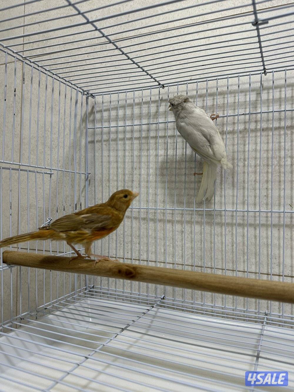للبيع زوج كناري سوري10