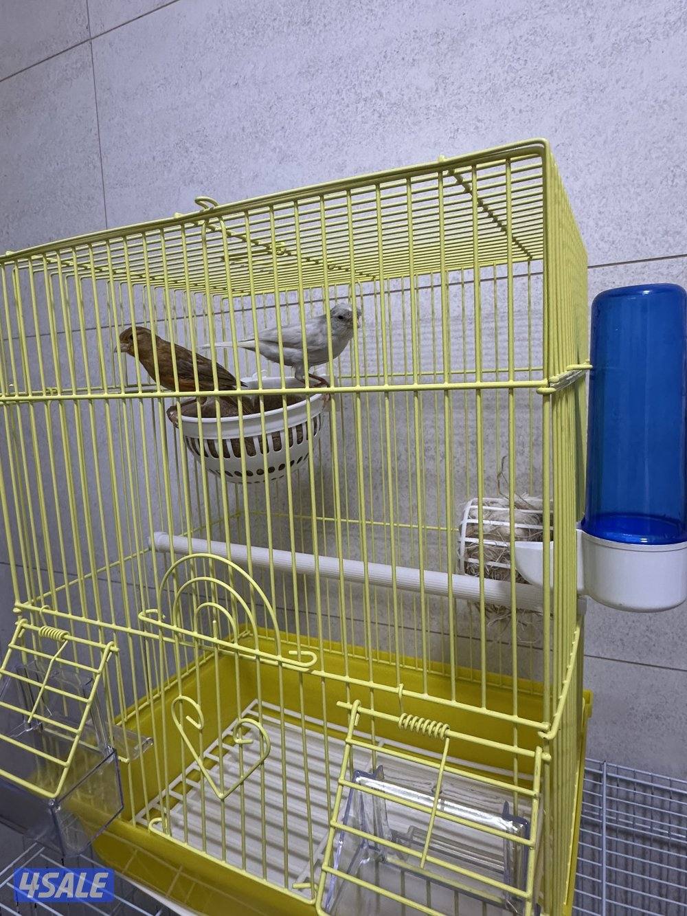 للبيع زوج كناري سوري11