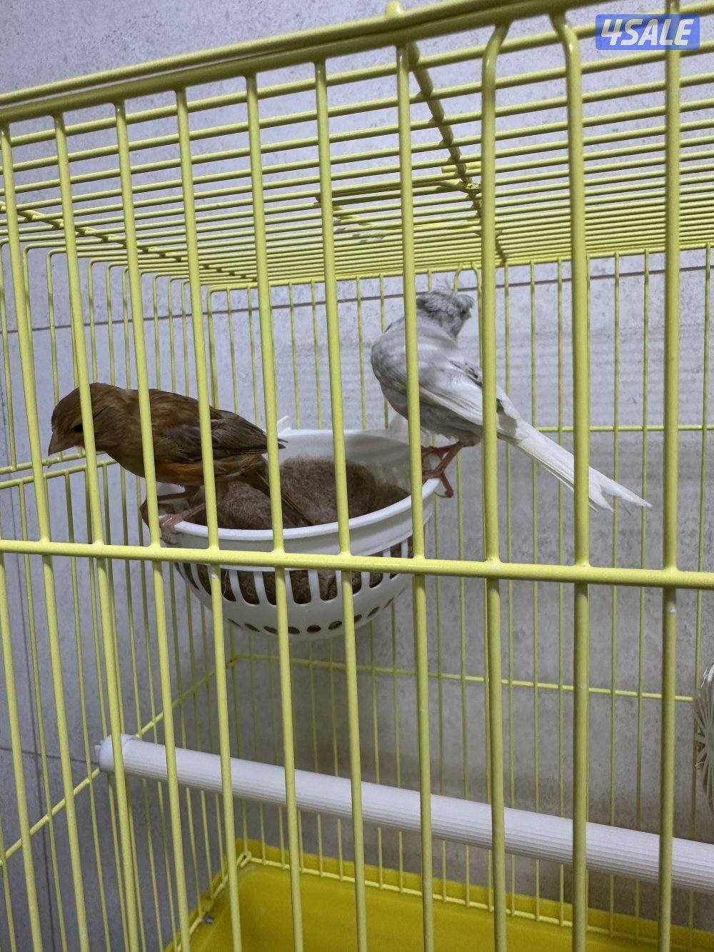 للبيع زوج كناري سوري12