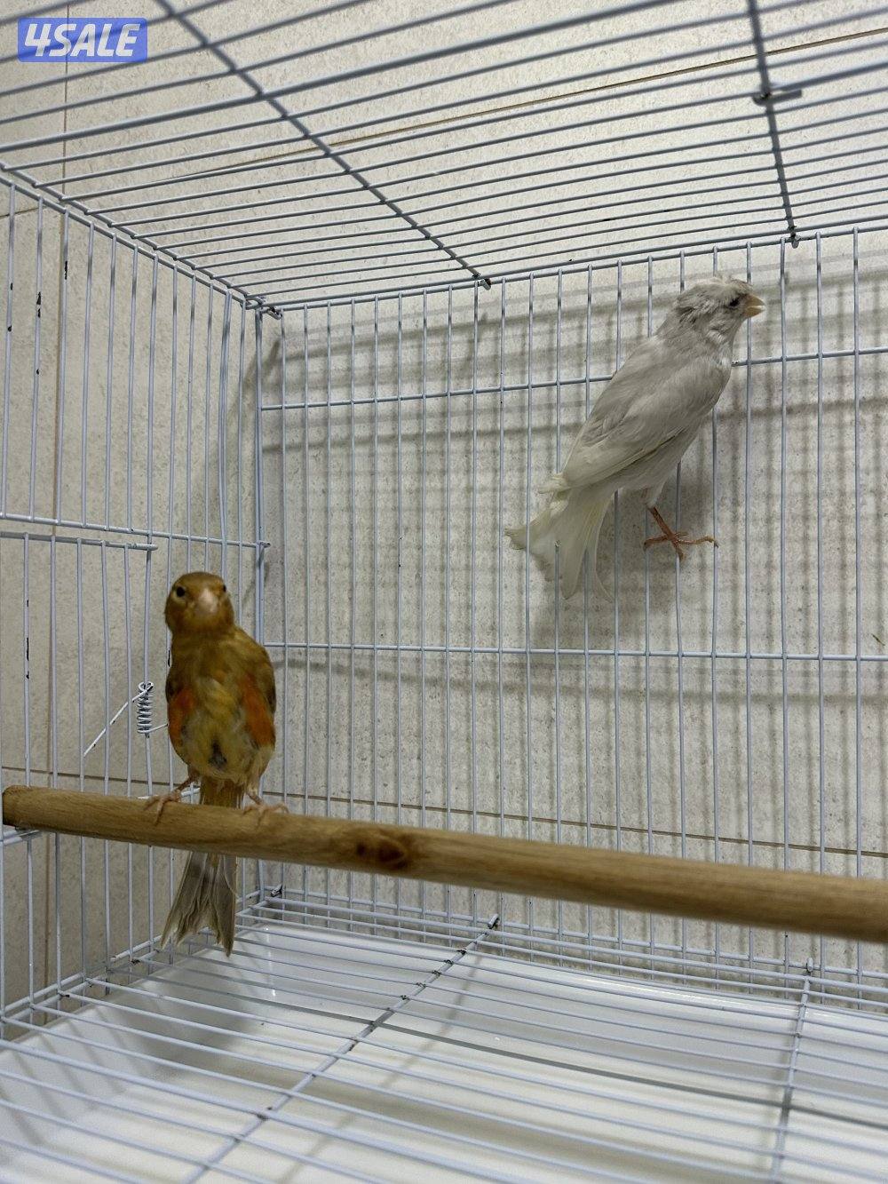 للبيع زوج كناري سوري13