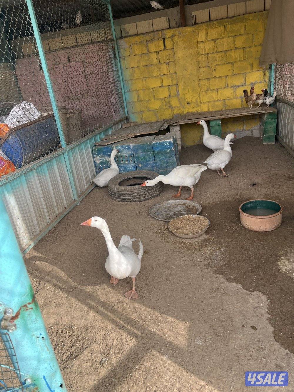 وز بصحة جيده0