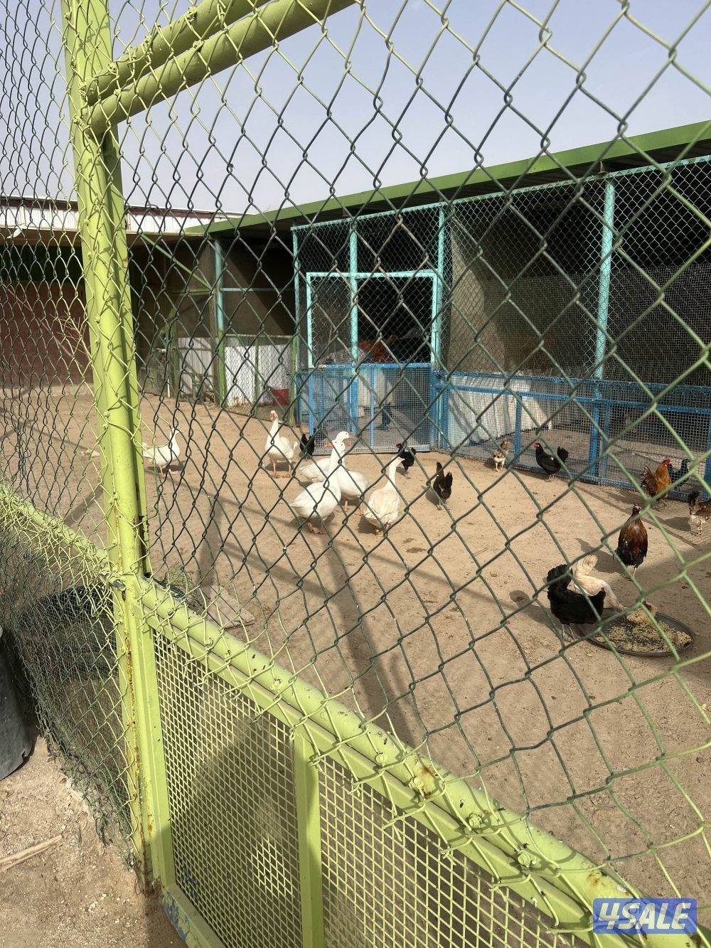 وز بصحة جيده1