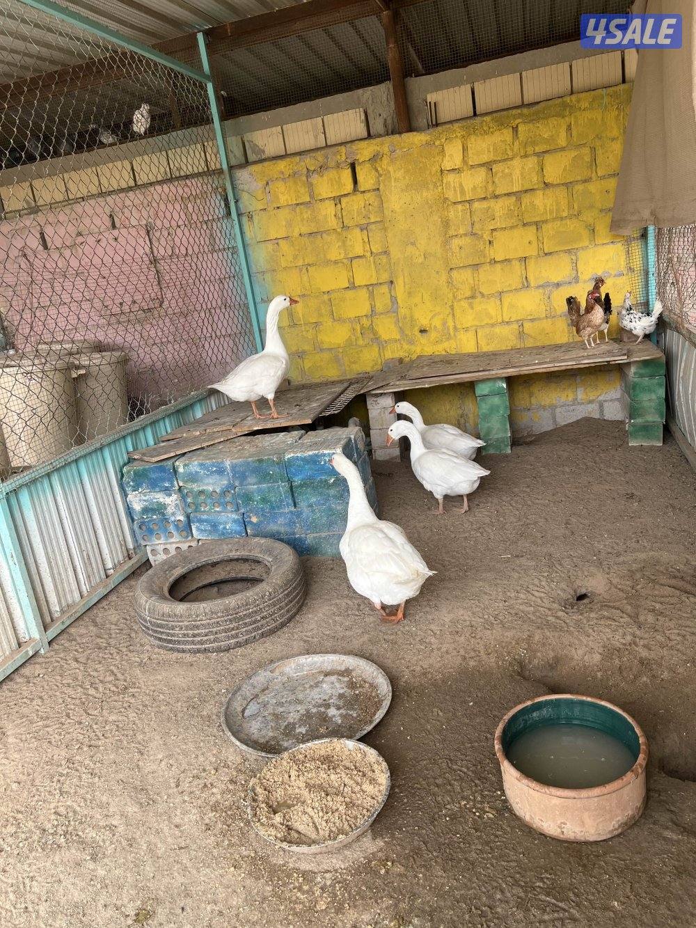 وز بصحة جيده2