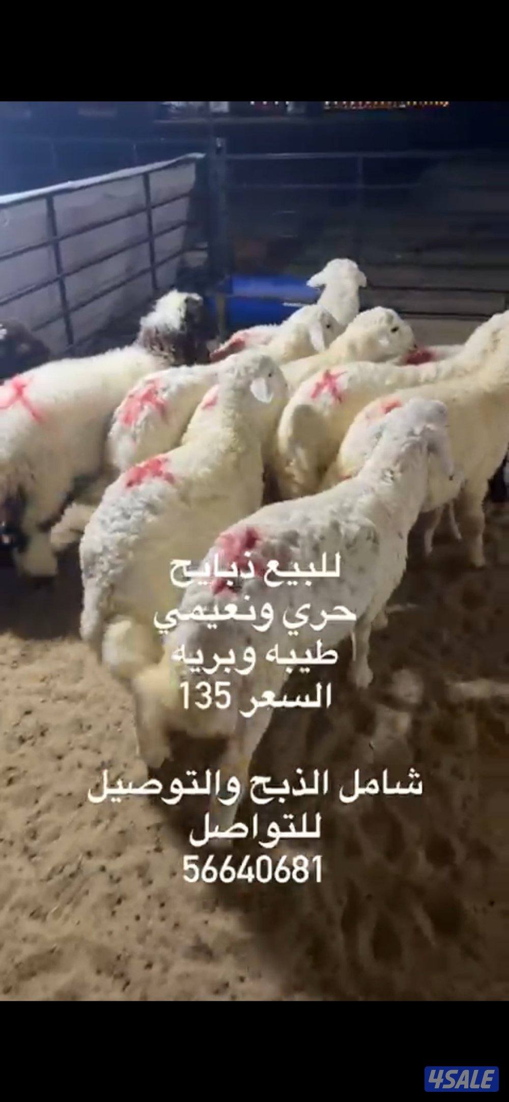 ذبايح حري ونعيم محلي0