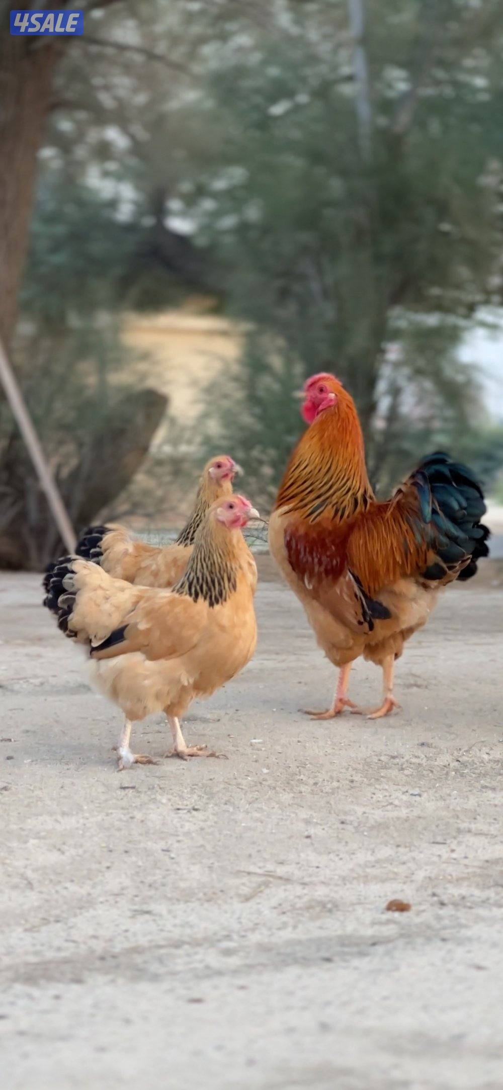 نوادر وايندوت احمر كولمبي0