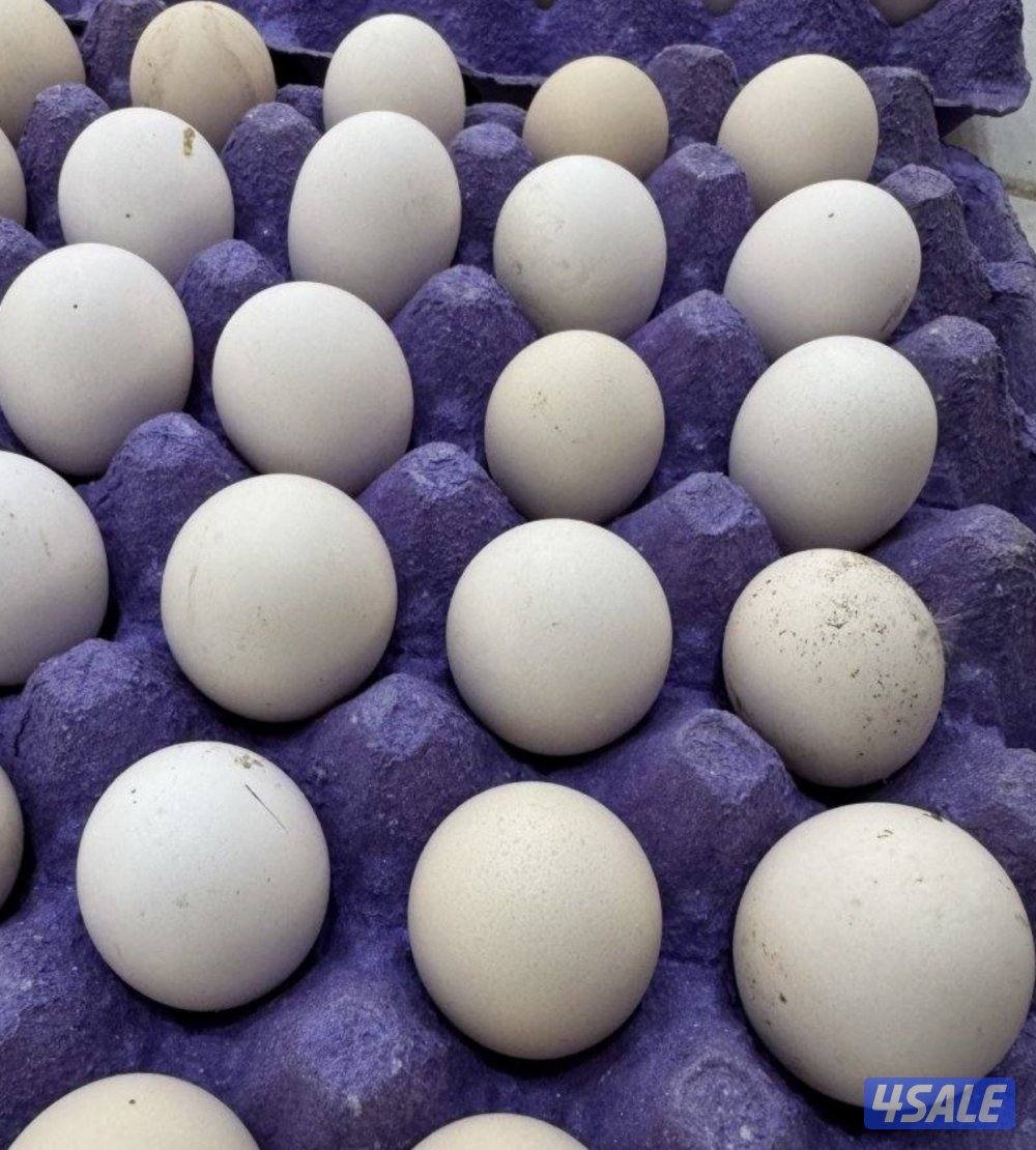 للبيع أطباق بيض دجاج عربي0