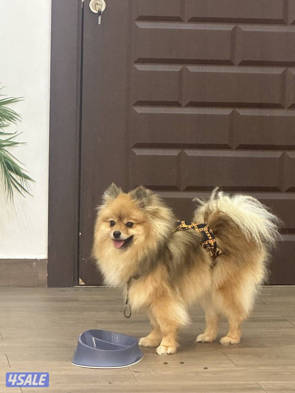 رينان ذكر العمر سنه مطعم بصحه جيده يحب اللعب متعلم على البادز0