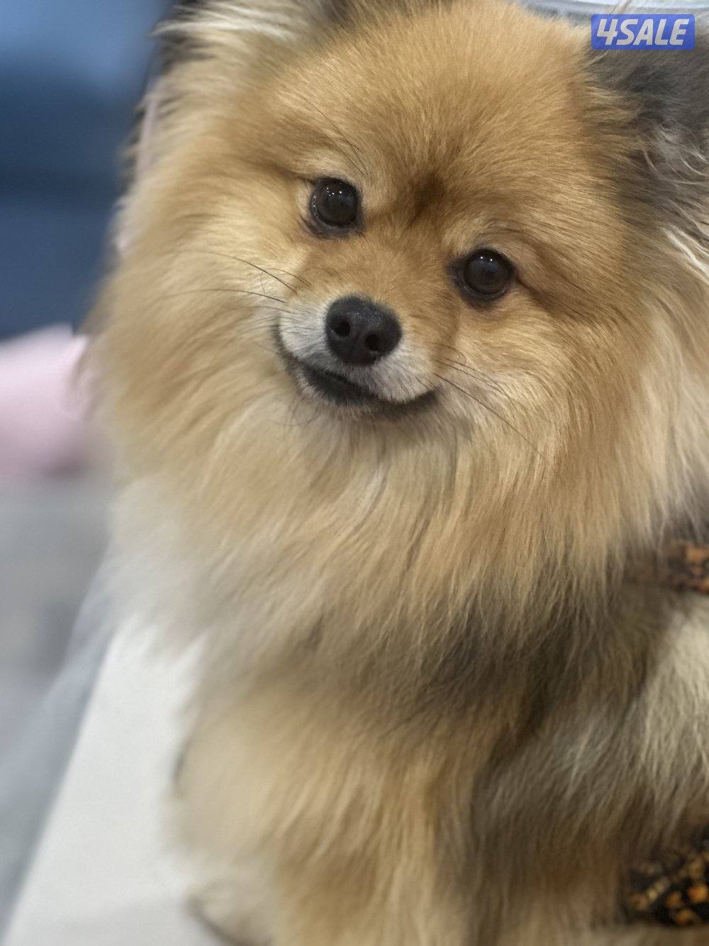 رينان ذكر العمر سنه مطعم بصحه جيده يحب اللعب متعلم على البادز2