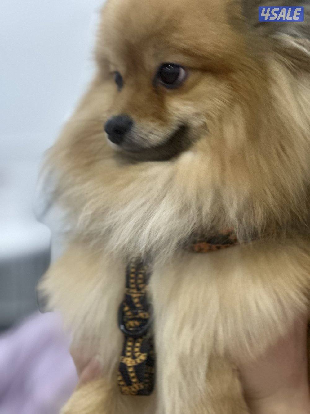 رينان ذكر العمر سنه مطعم بصحه جيده يحب اللعب متعلم على البادز3