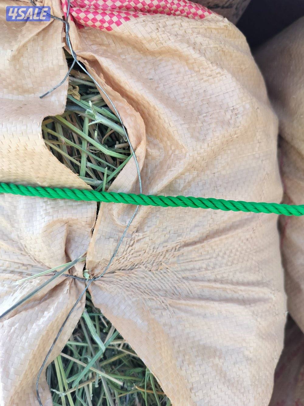 برسيم ناشف0