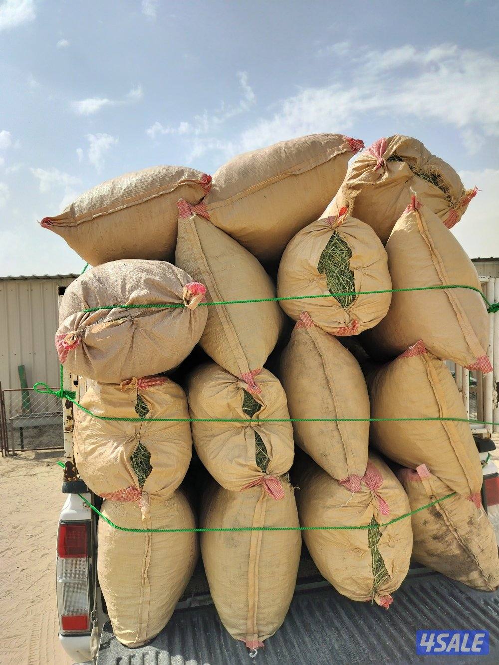 برسيم ناشف3