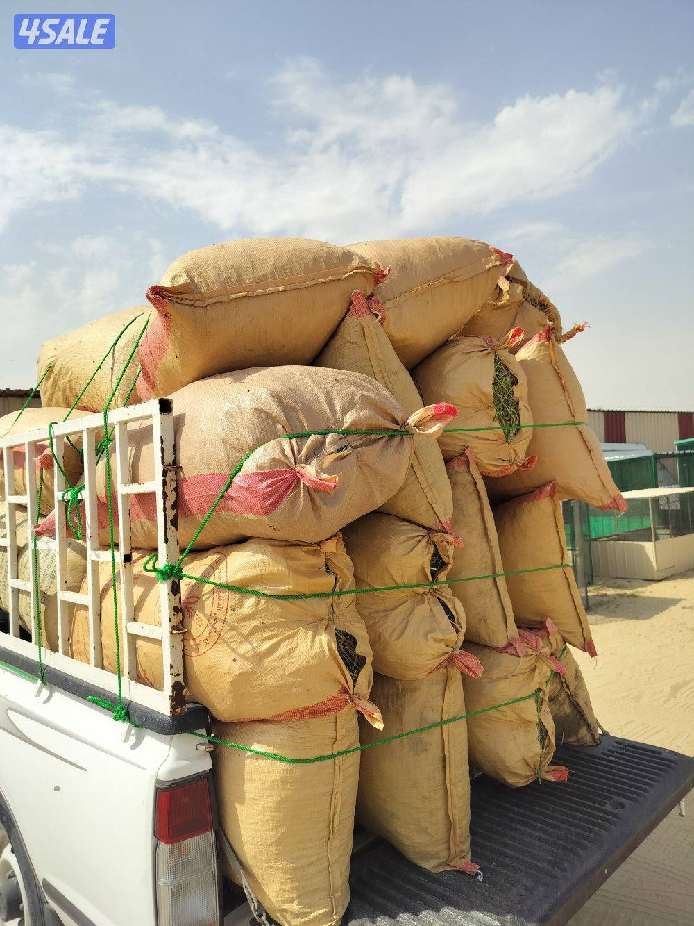 برسيم ناشف4