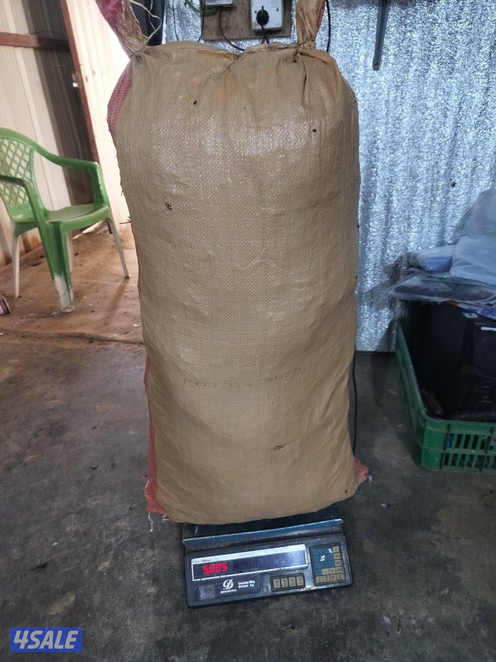 برسيم ناشف5