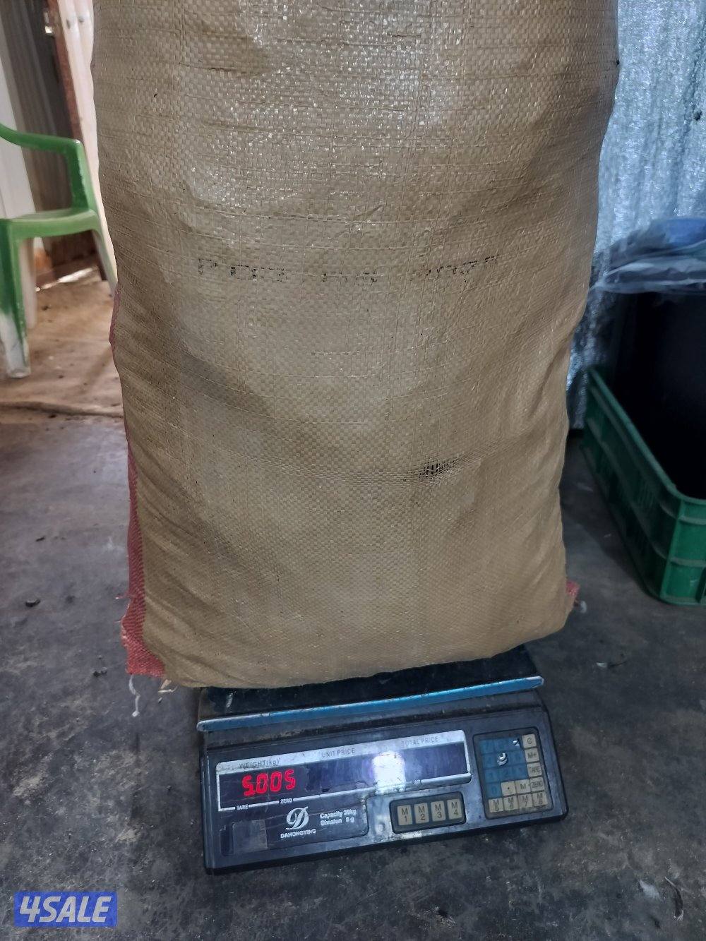 برسيم ناشف6