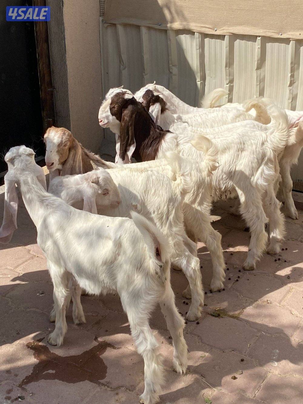 للبيع ٨ تيوس محليه1