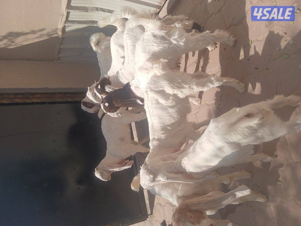 للبيع ٨ تيوس محليه2