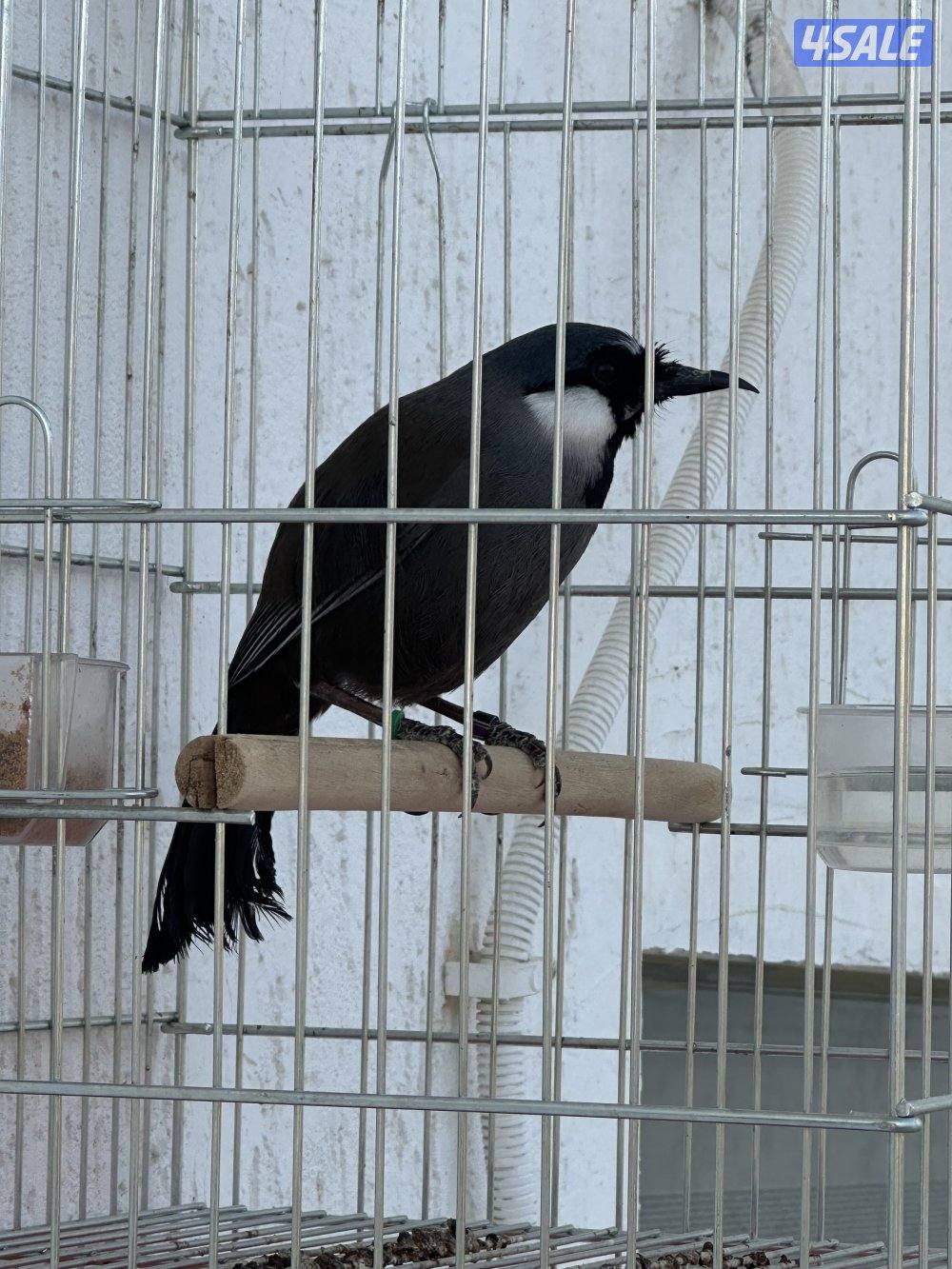 بلبل تايلاندي0