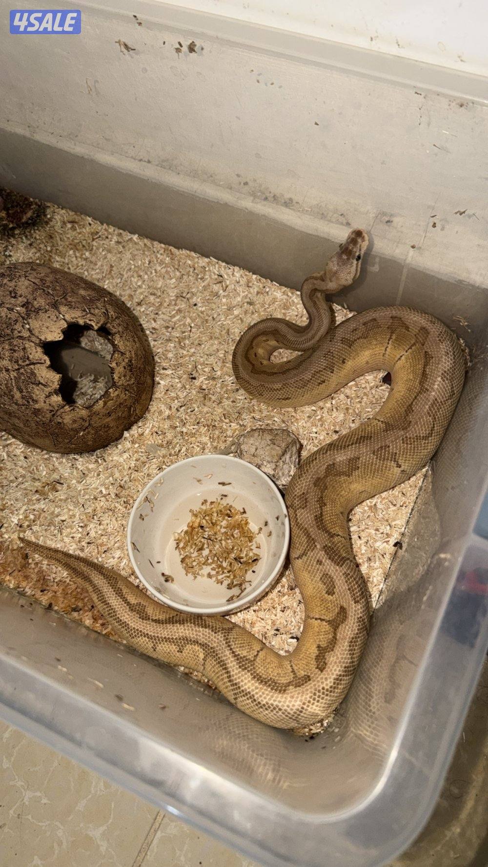 بول بايثون0