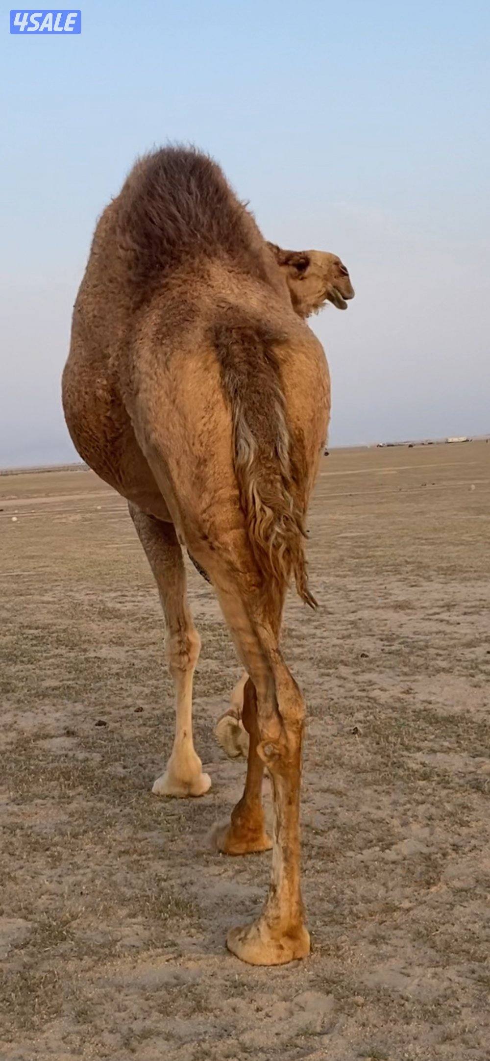 ناقه حايل سمين0