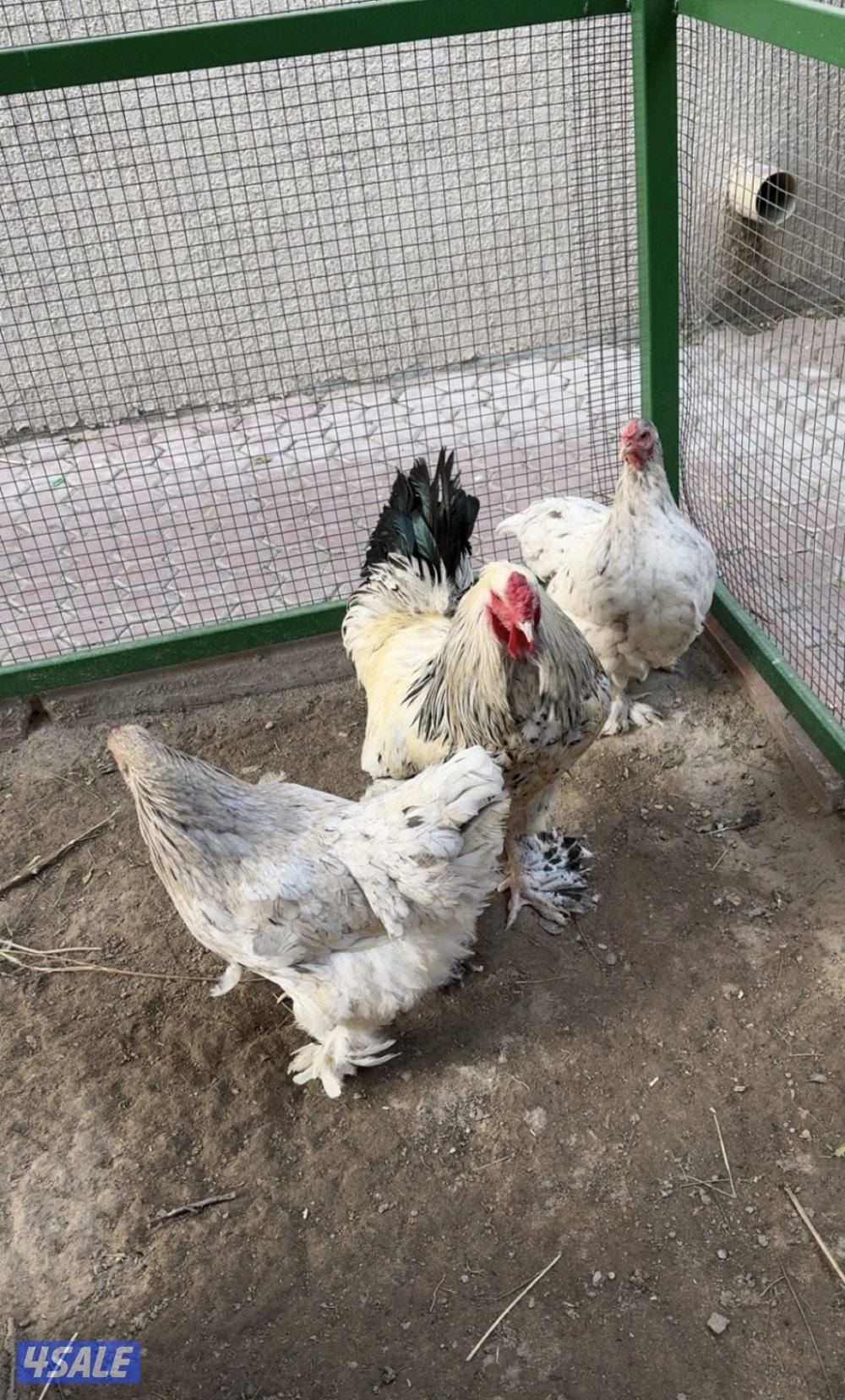 مجاميع براهما و استرالوب0