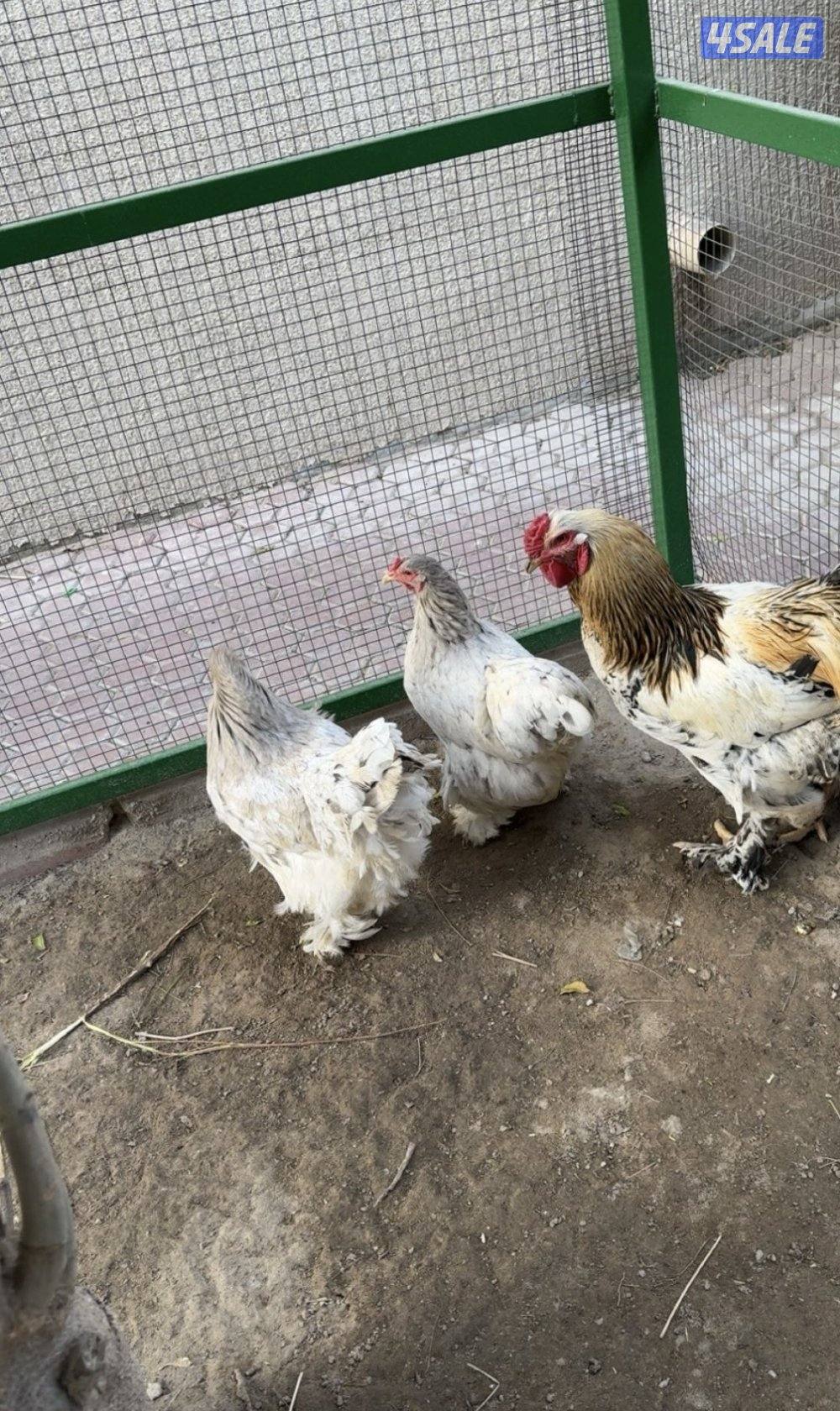 مجاميع براهما و استرالوب1