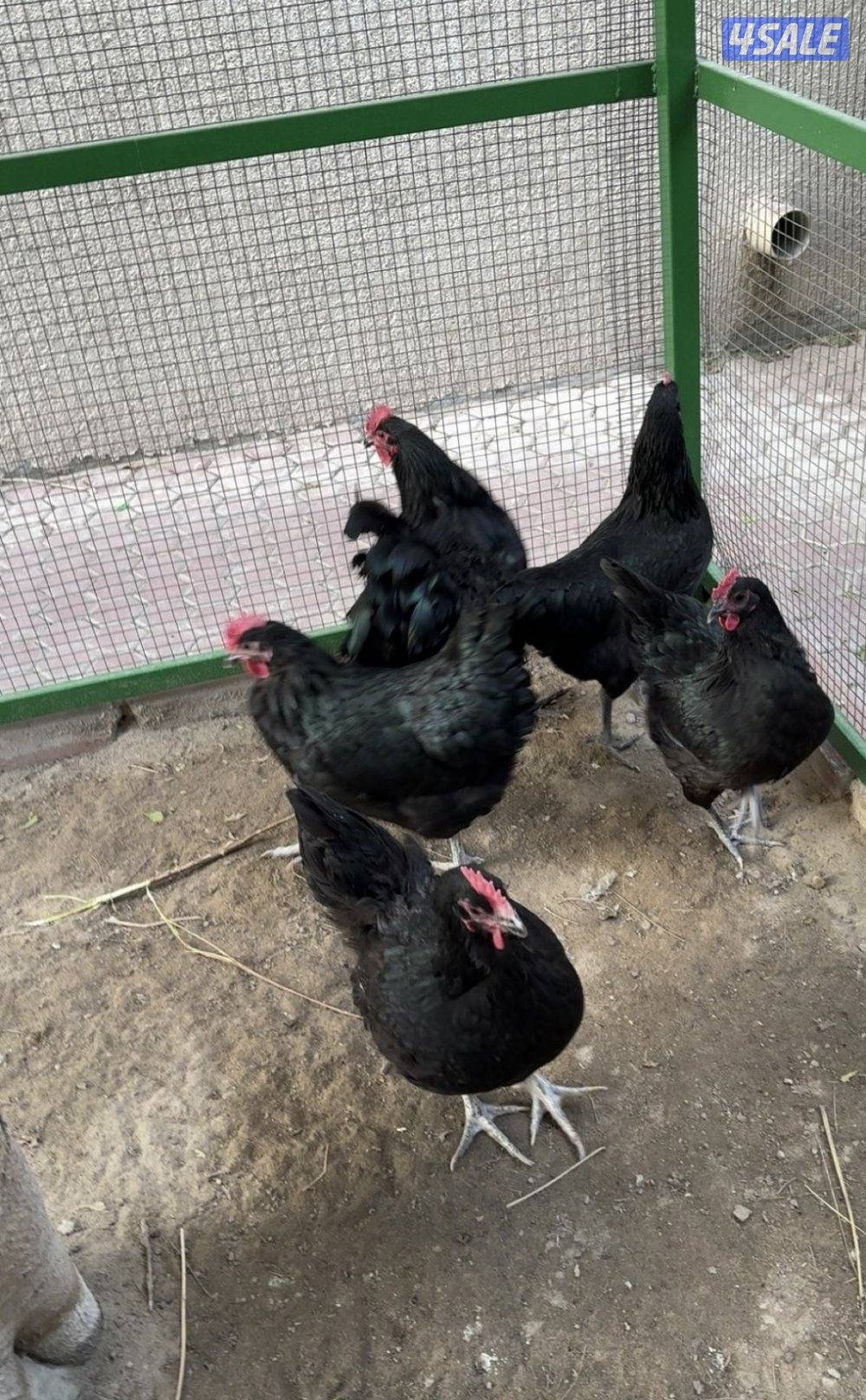 مجاميع براهما و استرالوب2