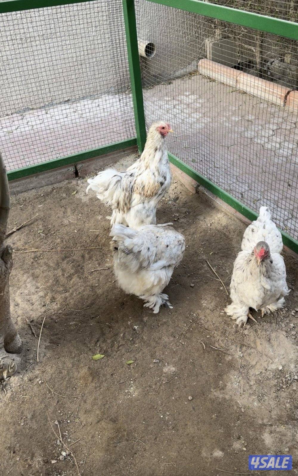 مجاميع براهما و استرالوب3