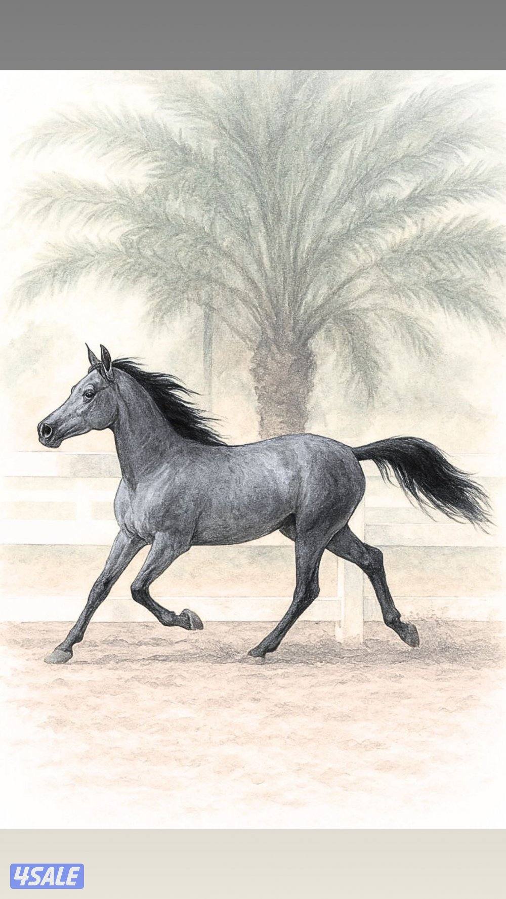 مطلوب شركات توصيل مع سواقين0