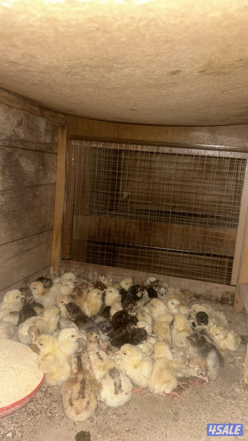 البيع دجاج عربي قديم  ودندراوي الاعمار من يوم الى اسبوع /100 حبه /250