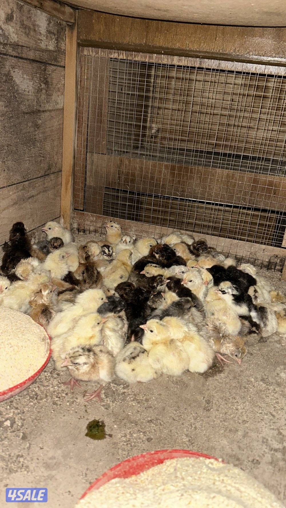 البيع دجاج عربي قديم  ودندراوي الاعمار من يوم الى اسبوع /100 حبه /251