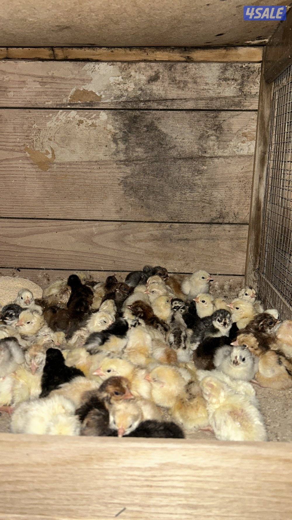 البيع دجاج عربي قديم  ودندراوي الاعمار من يوم الى اسبوع /100 حبه /252