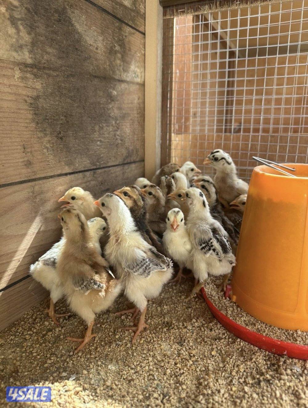 البيع دجاج عربي قديم  ودندراوي الاعمار من يوم الى اسبوع /100 حبه /254