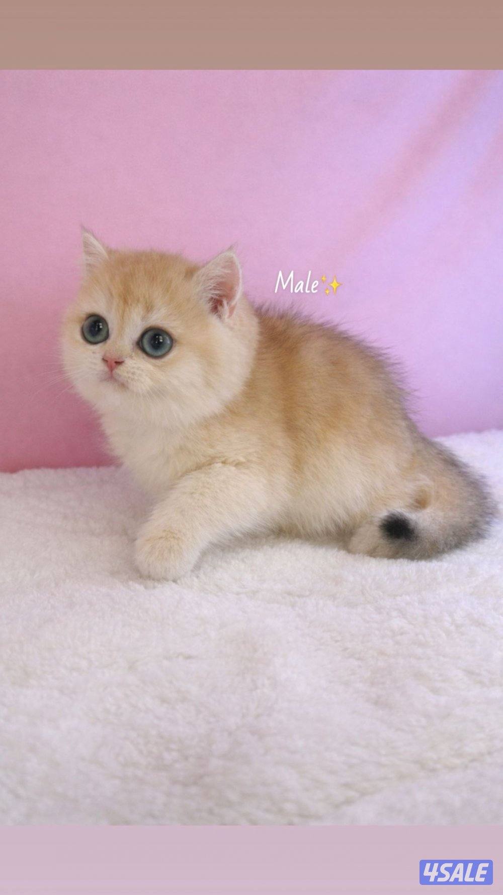 للبيع كيتن ذكر بريتش قولد مسجل0