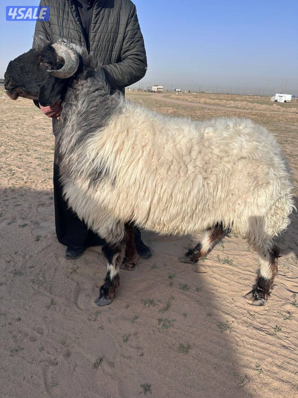 فحل شررط القرريع0