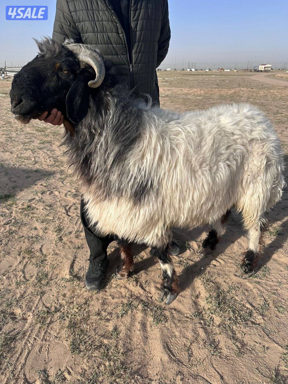 فحل شررط القرريع1