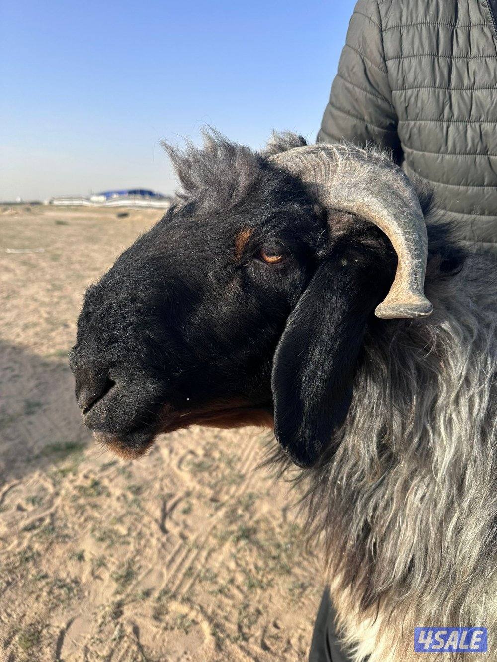 فحل شررط القرريع2