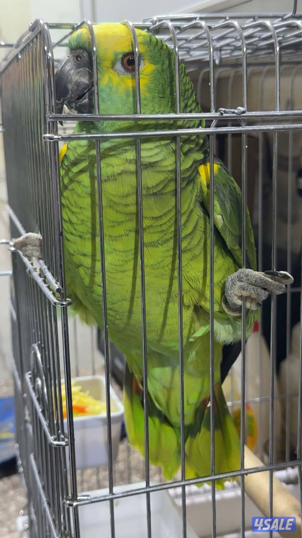 طير او كاسكو بلو فرينتد0