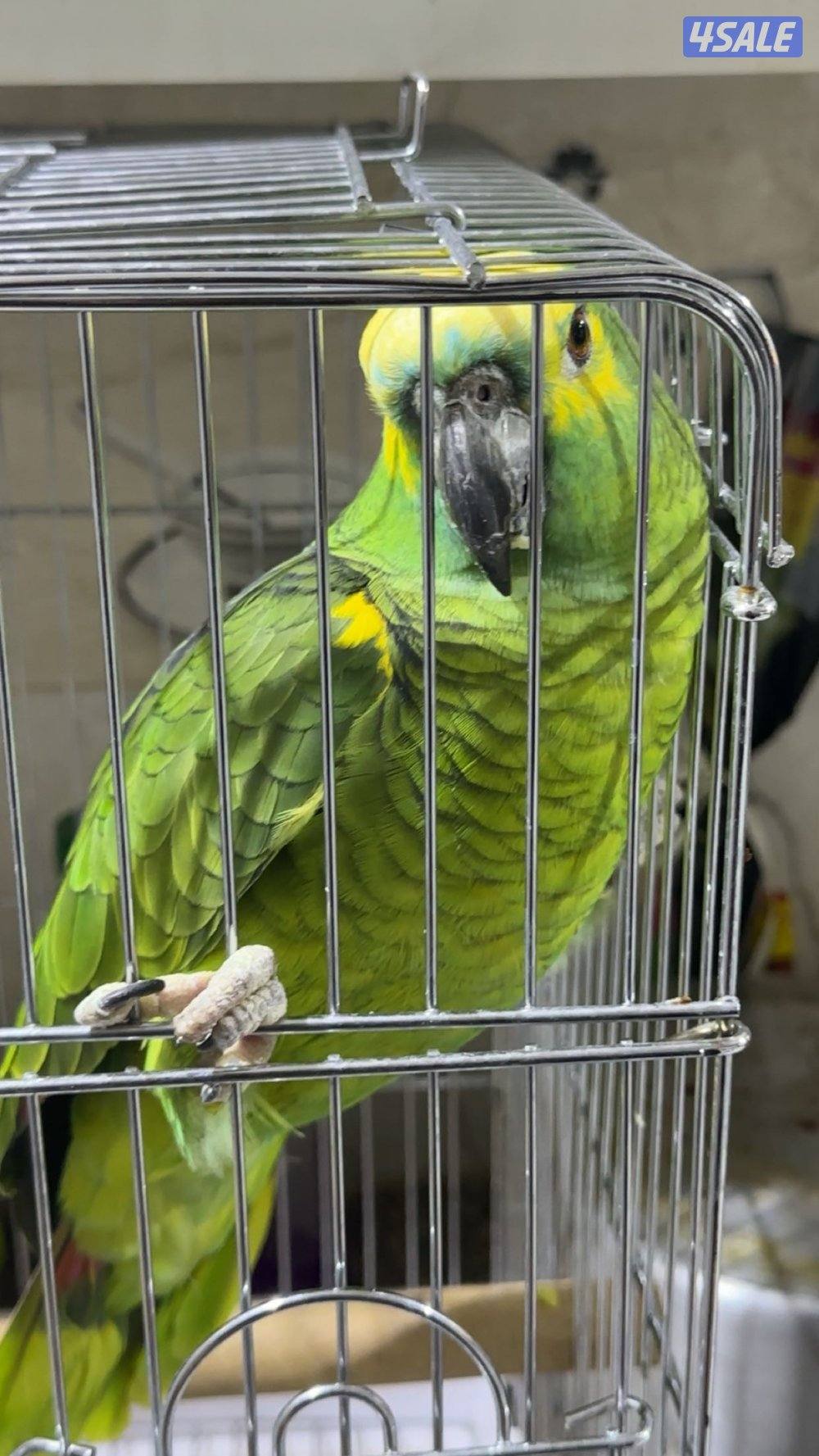 طير او كاسكو بلو فرينتد1