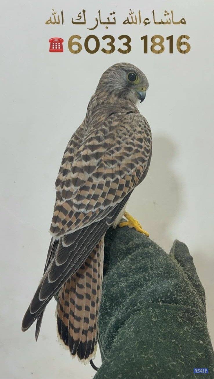 للبيع طير حر طيب0