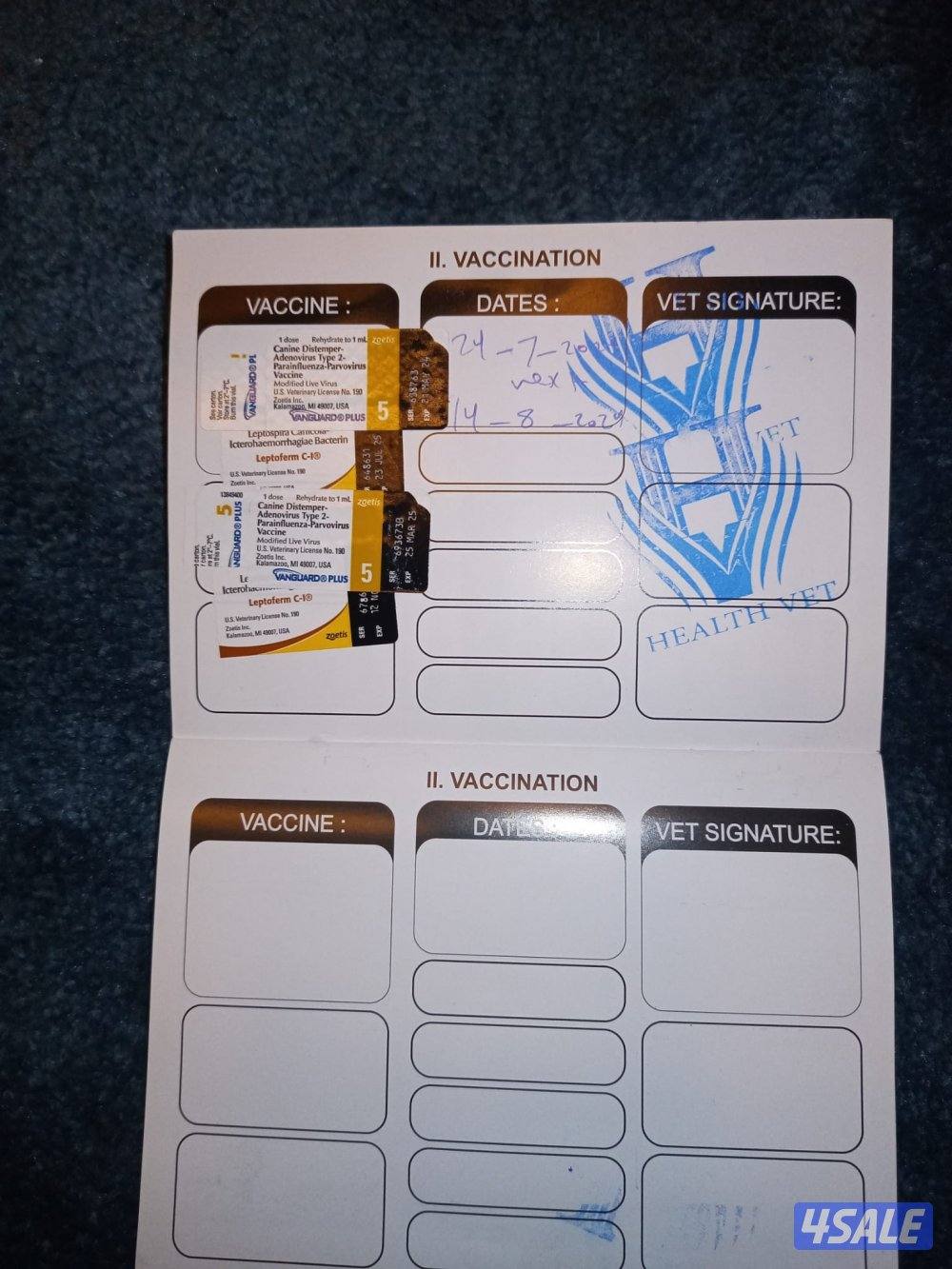 نصية فرنش بولدق جاهزة للانتاج العمر سنه ونص لون مميز وهادئة مافي نباأو0