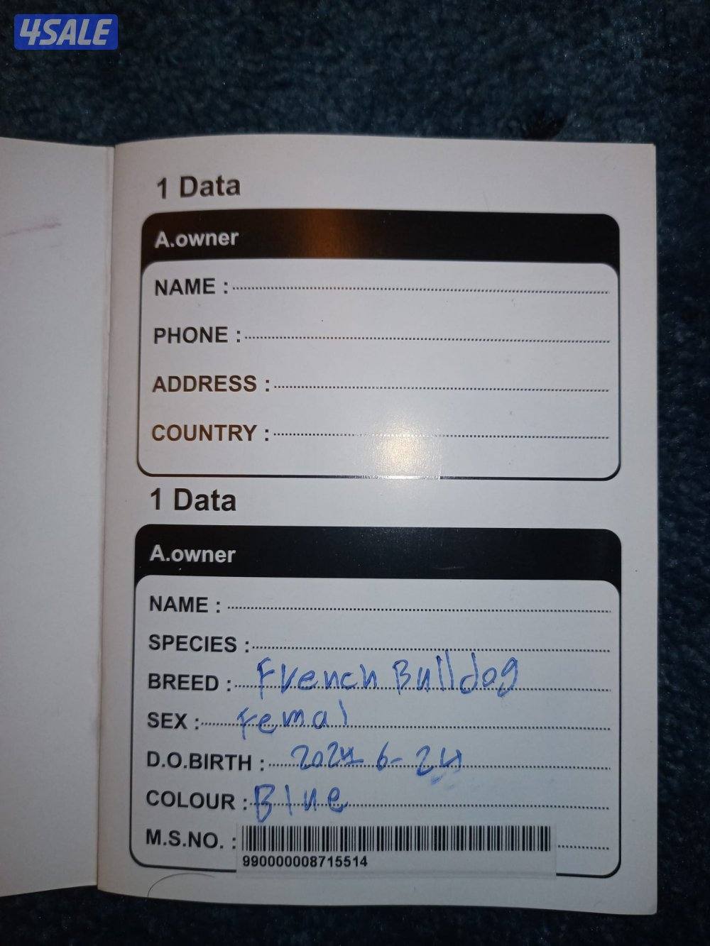 نصية فرنش بولدق جاهزة للانتاج العمر سنه ونص لون مميز وهادئة مافي نباأو1