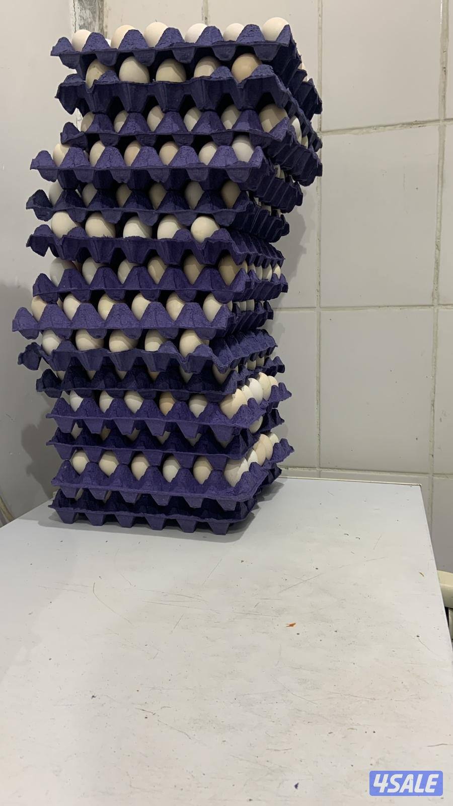 بيض عربي قديم يرجع للشهري0