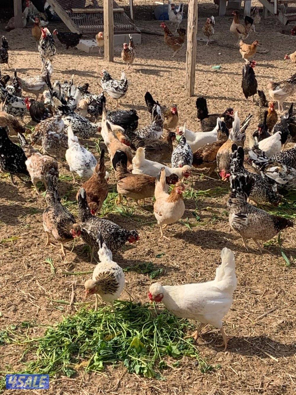 بيض عربي قديم يرجع للشهري1