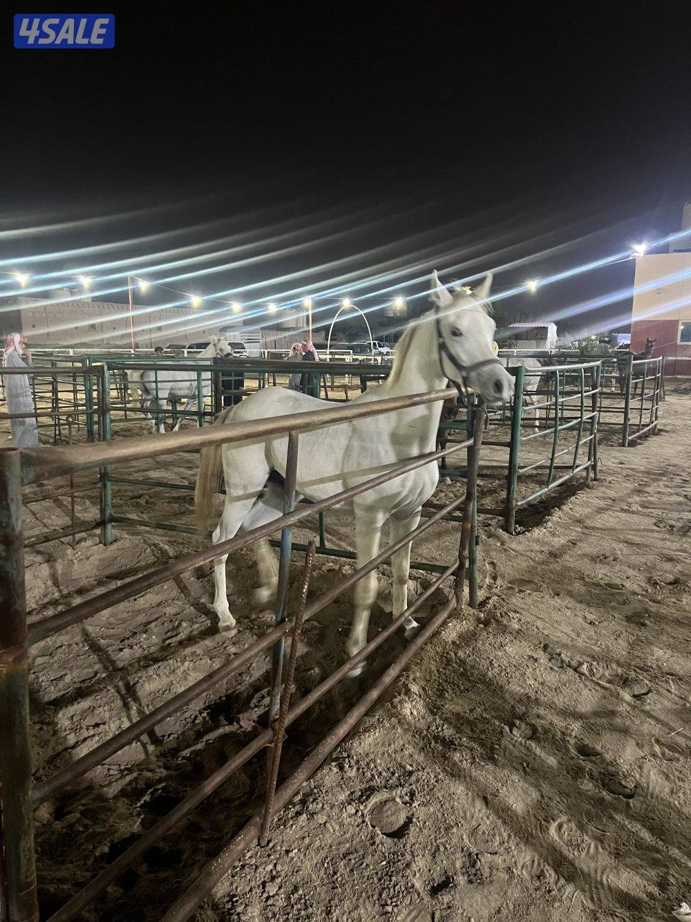 مفقود حصان0