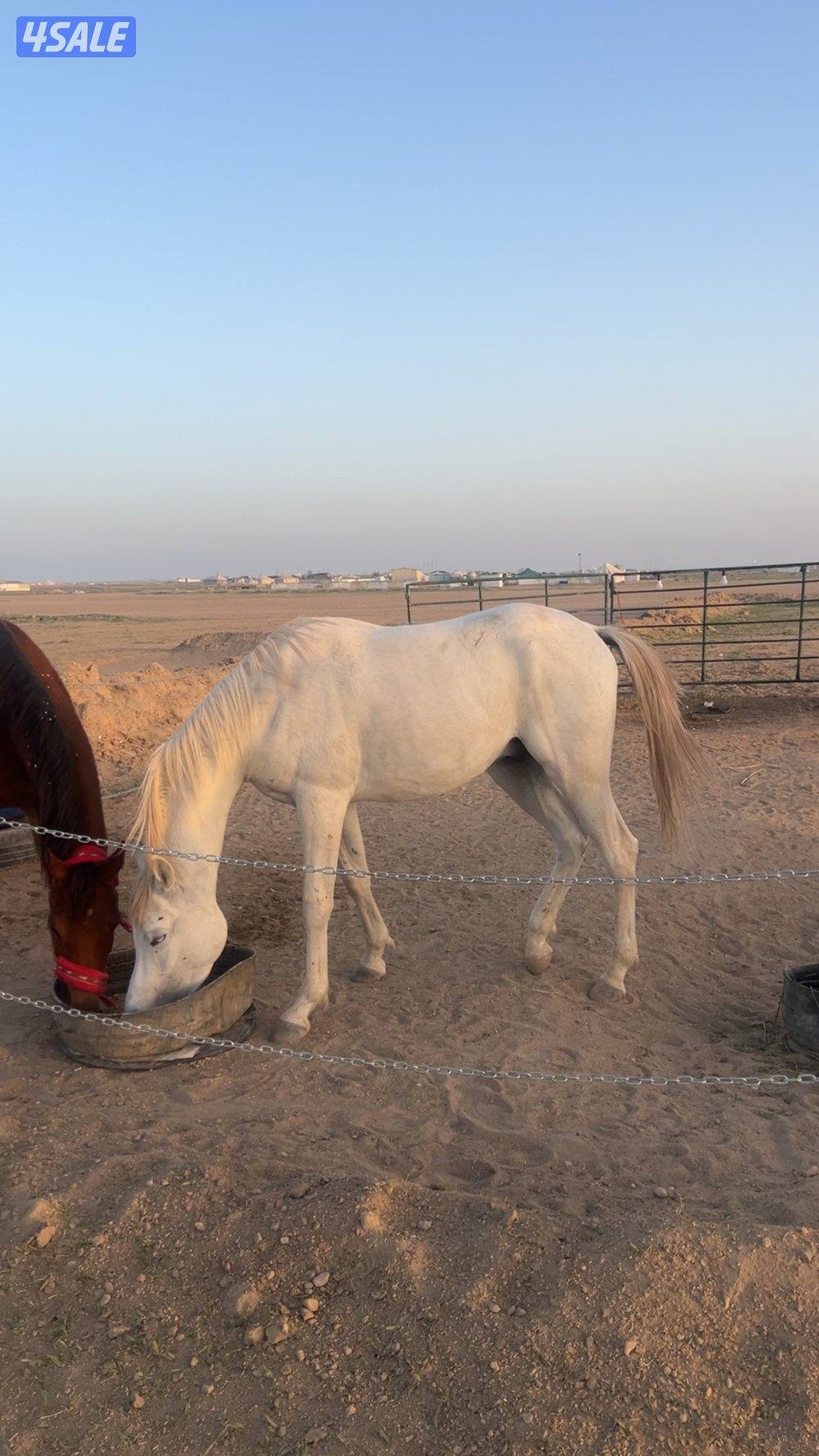 مفقود حصان1