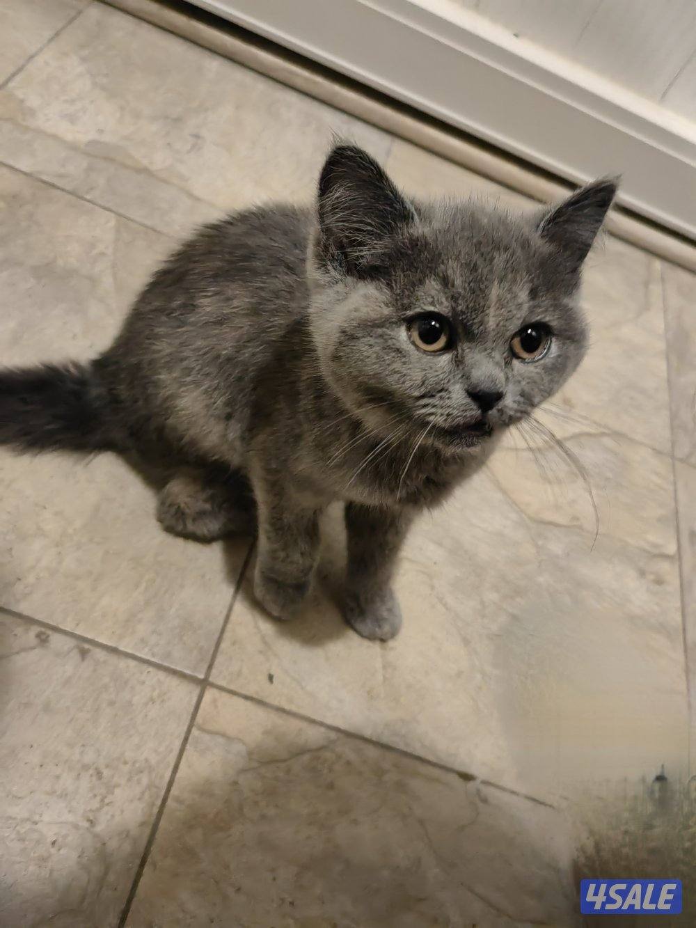 🐱 برتش للتبني 🐱0