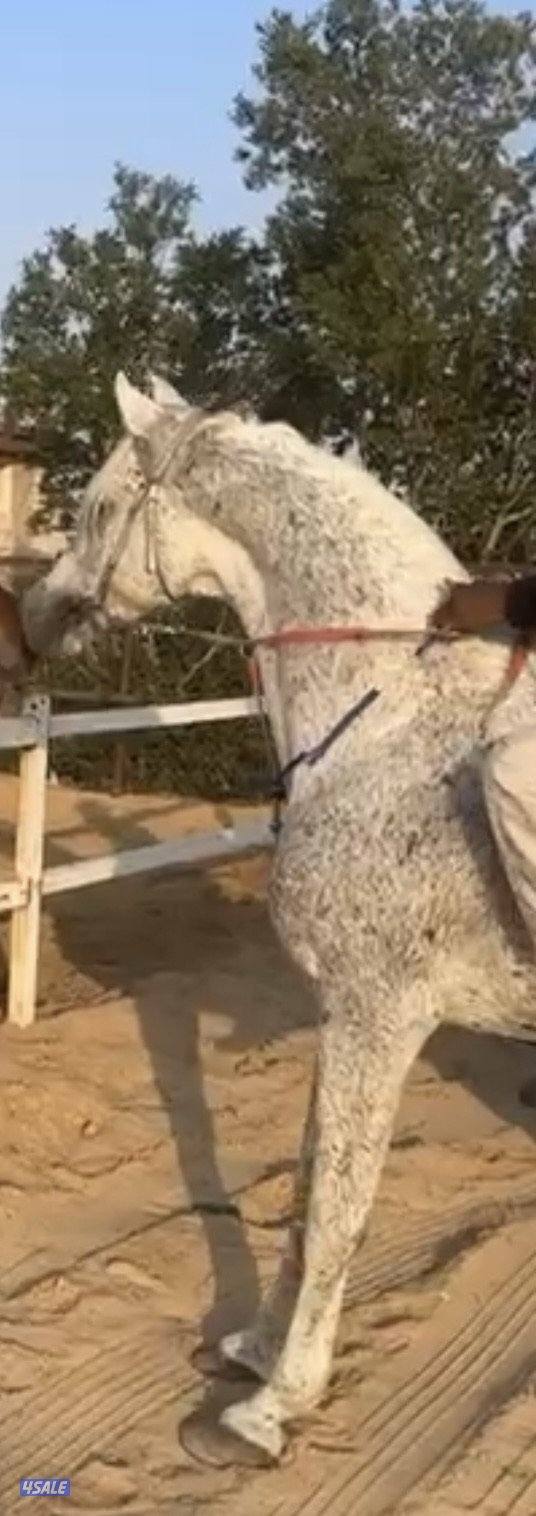 ‏للبيع حصان خياله طيب0