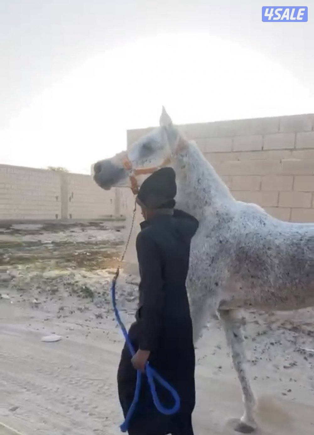 ‏للبيع حصان خياله طيب1