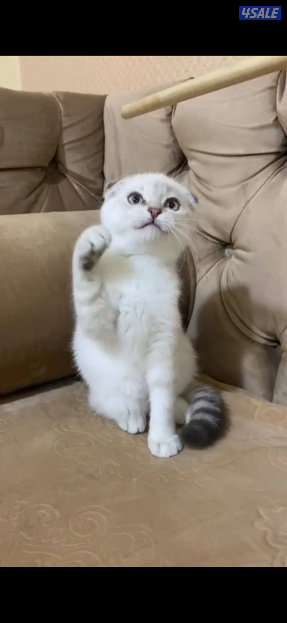 البيع قطاوه0